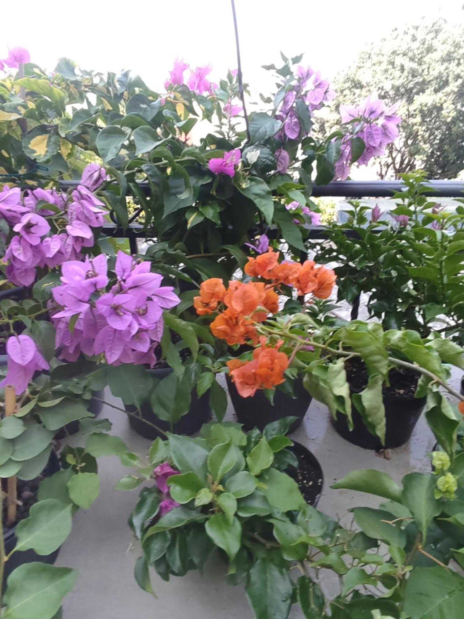 Apartman Bella Vista Rijeka Appartement Buitenkant foto